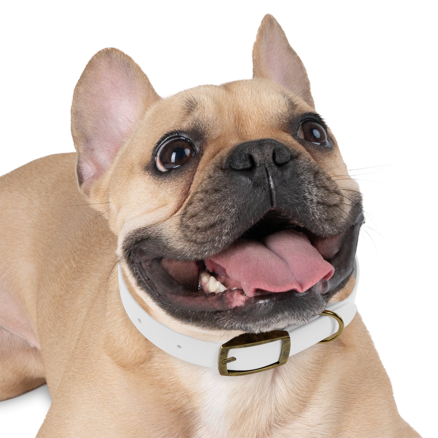 Personalized Pet Collar with Paw Print - Stylish White Dog Collar for Pet Lovers