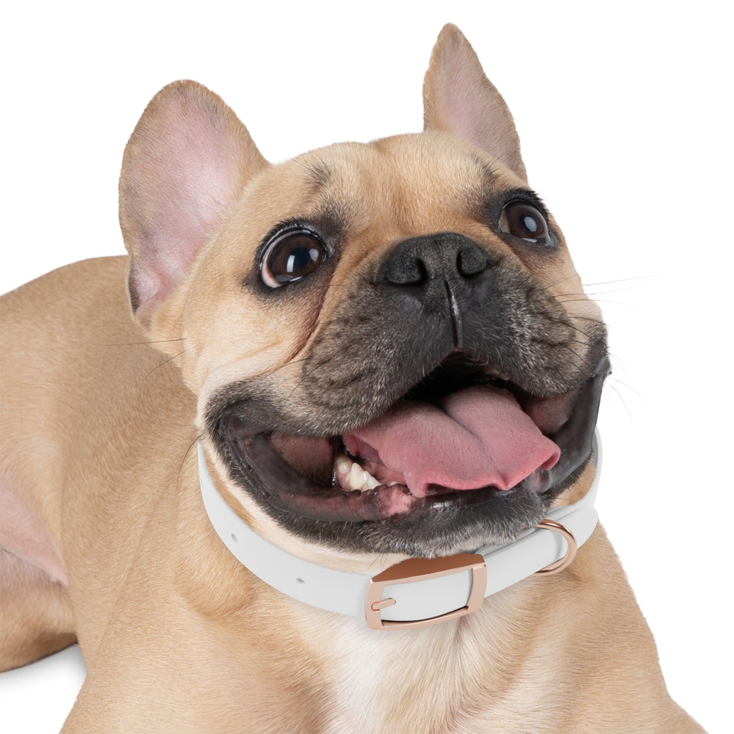 Personalized Pet Collar with Paw Print - Stylish White Dog Collar for Pet Lovers