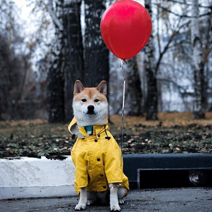 Classic British Style Dog Raincoat - Stylish And Functional Pet