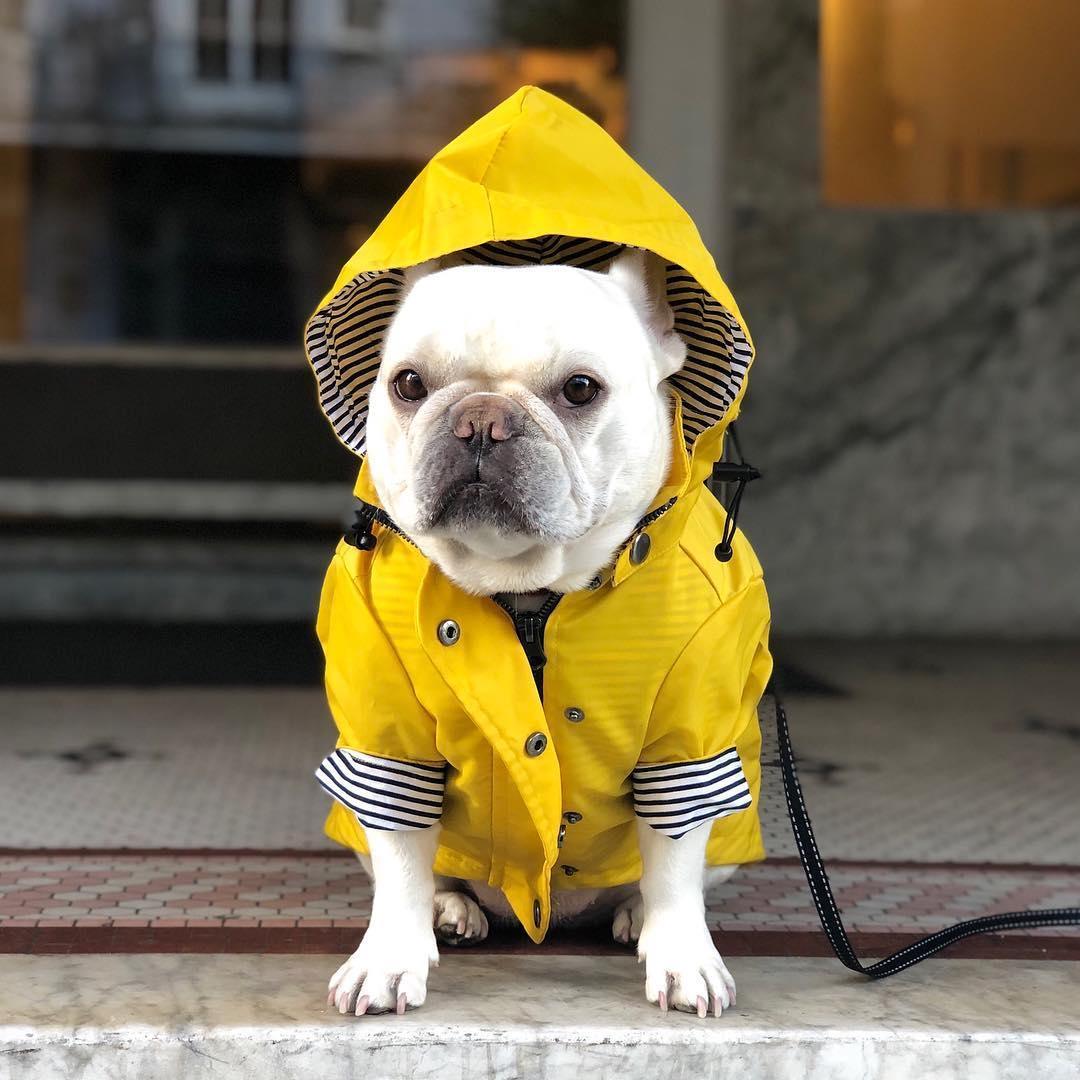 Classic British Style Dog Raincoat - Stylish And Functional Pet