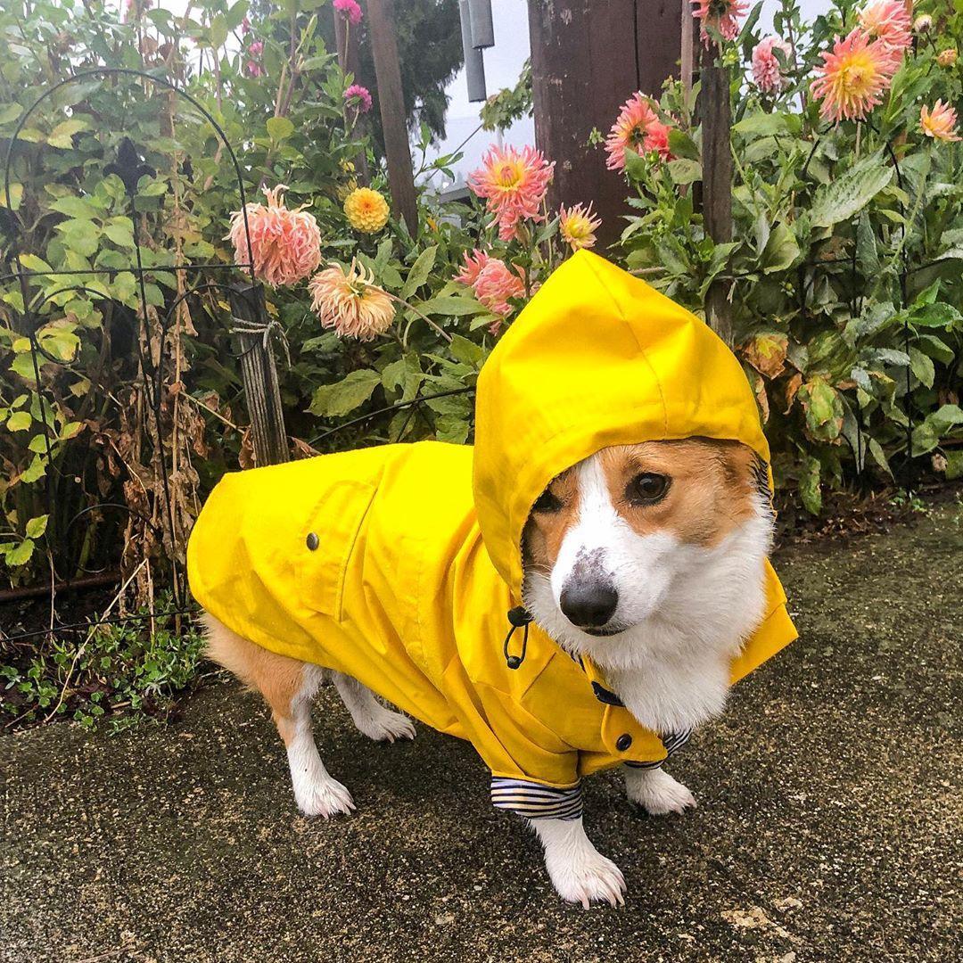 Classic British Style Dog Raincoat - Stylish And Functional Pet