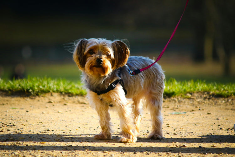 Pet Essentials - Feeders, Safety, Toys & More